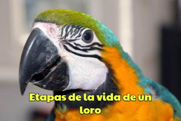 las etapas de la vida de un loro