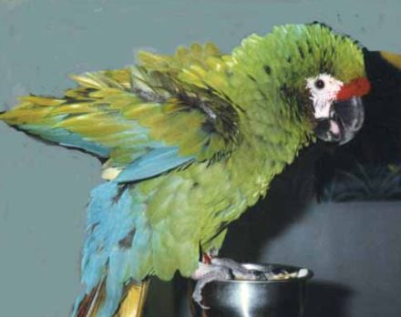 lenguaje corporal de loro se dilata la pupila