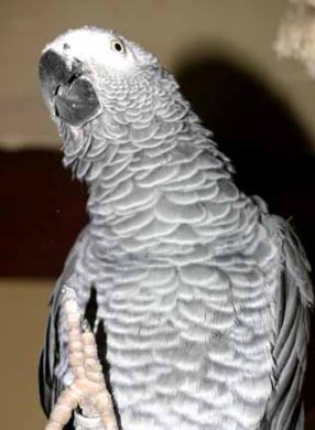 lenguaje corporal del loro agita su cuerpo