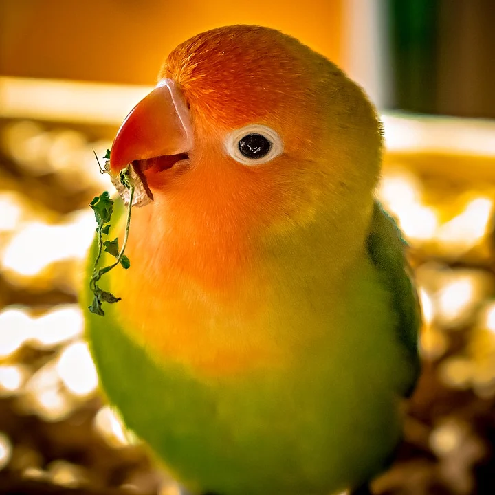 tipos de loritos pequeños, loros y pericos pequeños