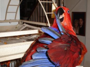 loro eclectus hembra, todo sobre el loro eclectus