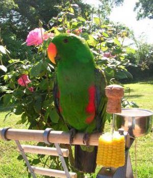 loro eclectus macho, todo sobre el loro eclectus