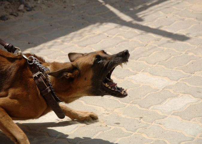 loros viviendo con perros