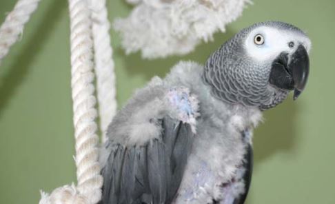 los loros grises o loro yaco tienen necesidades distintas a otras especies