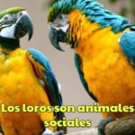 los loros son animales sociales, los loros son muy sociables