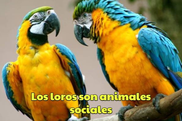 los loros son animales sociales, los loros son muy sociables