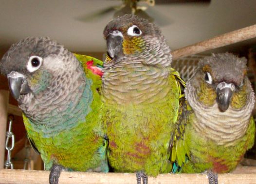 los loros son animales sociales