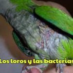 las bacterias y los loros, como evitar las bacterias en los loros, evitar enfermedades en los loros debido a las bacterias