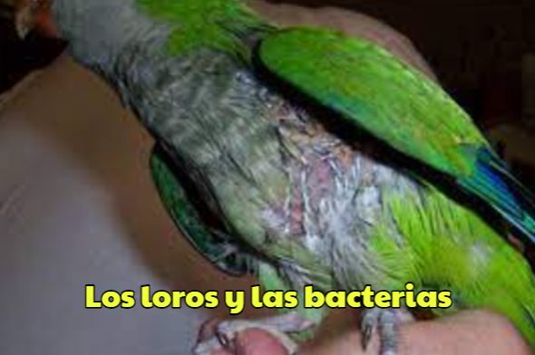 las bacterias y los loros, como evitar las bacterias en los loros, evitar enfermedades en los loros debido a las bacterias