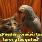 los loros y los gatos pueden coexistir convivir, los loros pueden ser peligrosos para los gatos, los gatos pueden ser peligrosos para los loros