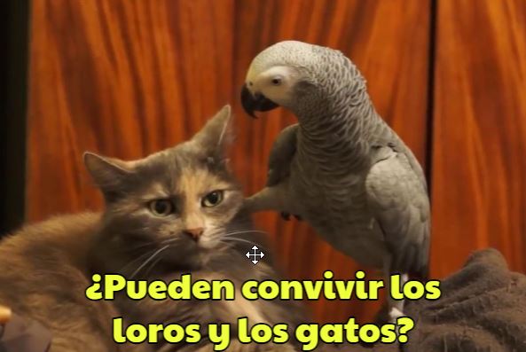 los loros y los gatos pueden coexistir convivir, los loros pueden ser peligrosos para los gatos, los gatos pueden ser peligrosos para los loros