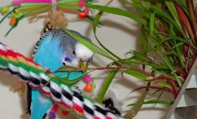 mejorando la vida de los loros , como mejorar la vida de un loro
