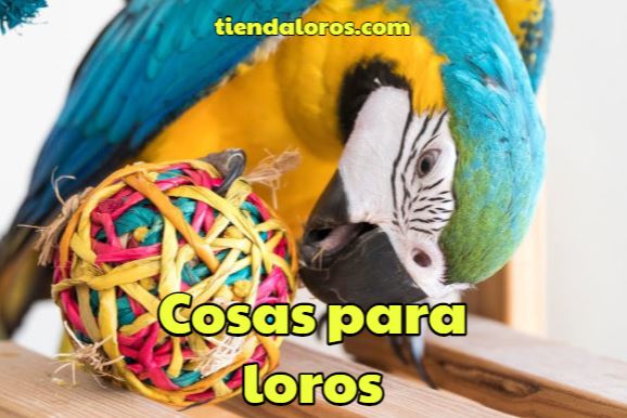 comprar cosas para loros, las mejores cosas para loros que puedes comprar, cosas para loros para regalar, cosas para loros baratas