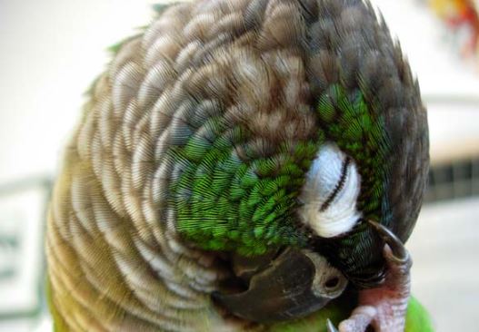 melancolía de los loros en invierno