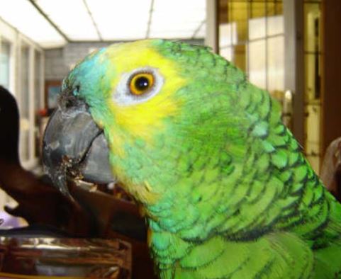parasitos en loros