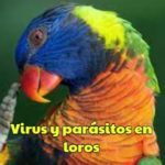 parasitos y virus en los loros como evitarlos