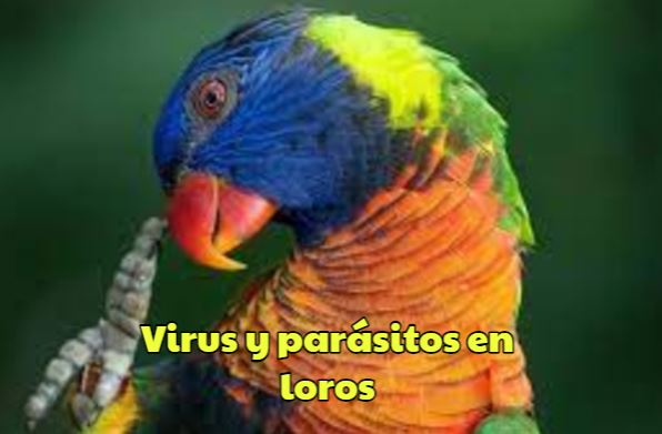 parasitos y virus en los loros como evitarlos