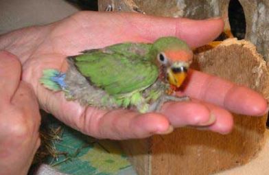 poliomavirus en loros