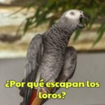 por que huyen los loros?, por qué escapa un loro? por que los loros se escapan de su casa?