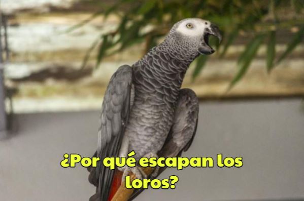 por que huyen los loros?, por qué escapa un loro? por que los loros se escapan de su casa?