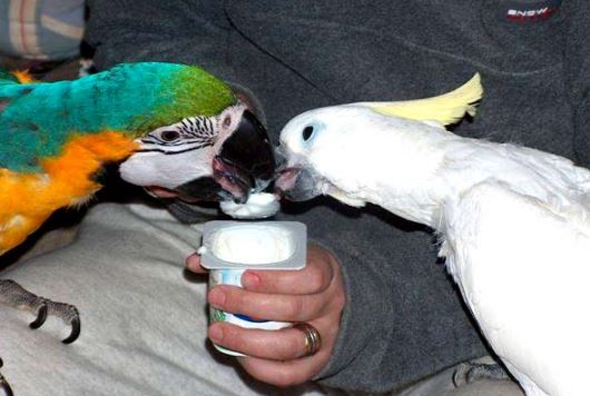 prevencion del virus del papiloma aviar en loros