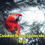 proteger a los loros del frío