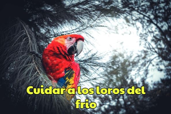 proteger a los loros del frío