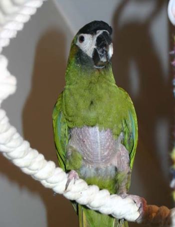 psicología para los pericos