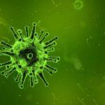 puede un loro infectarse de covid 19 coronavirus