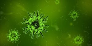 puede un loro infectarse de covid 19 coronavirus