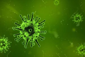 puede un loro infectarse de covid 19 coronavirus