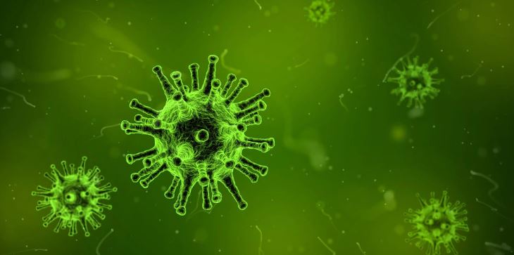 puede un loro infectarse de covid 19 coronavirus