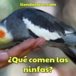 que comen las ninfas, alimentacion de las ninfas, alimentos que pueden comer las ninfas