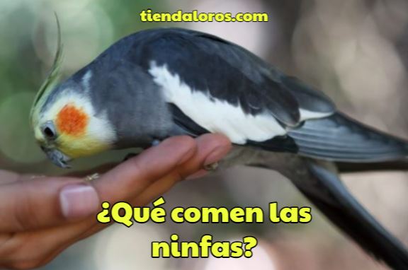 que comen las ninfas, alimentacion de las ninfas, alimentos que pueden comer las ninfas