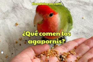 que comen los agapornis