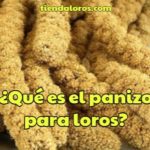 que es el panizo para loros