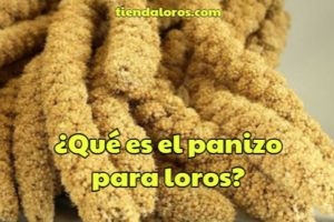 que es el panizo para loros