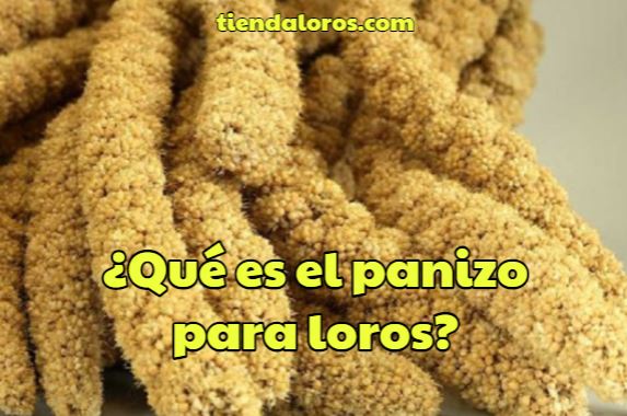 que es el panizo para loros