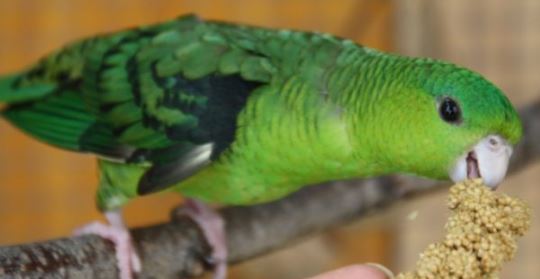 refuerzo positivo para domar un loro