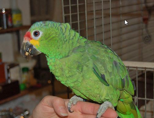 refuerzo positivo y refuerzo negativo para los loros mascota