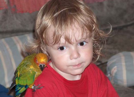 temperamento y personalidad de loro