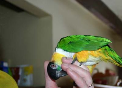 entender el temperamento de los loros