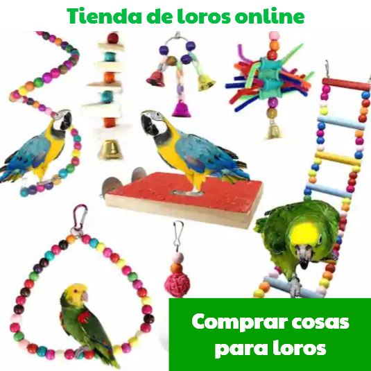 Tienda de LOROS Online 】 Productos y Accesorios para Loros