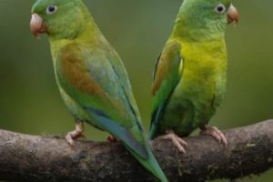 tipos de loros pequeños, estos son todos los loros pequeños