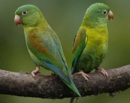 tipos de loros pequeños, estos son todos los loros pequeños