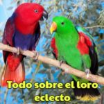 toda la información sobre el loro eclectus, características sobre el loro eclectus