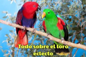 toda la información sobre el loro eclectus, características sobre el loro eclectus