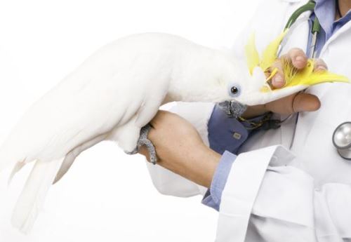 tratamiento de la clamidiosis en loros