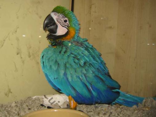umbral emocional y temperamento de los loros