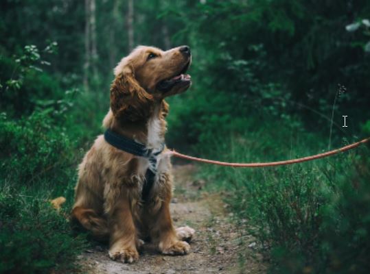 un perro puede cohabitar con un loro